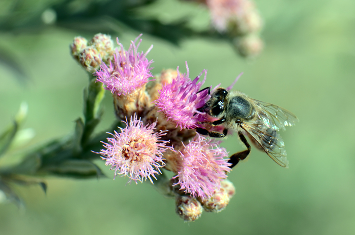 Arrowweeds’ brightly colored tubular flowers, and their plants may be visited by butterflies, moths, native bees and other insects in search of nectar and/or other food. Pluchea sericea